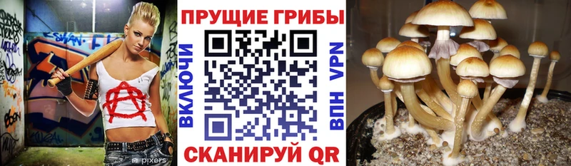 Галлюциногенные грибы прущие грибы  Купить закладки  Берёзовский 